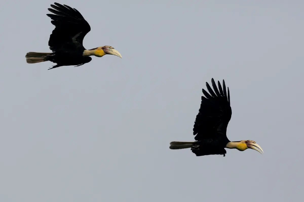 รักแท้จนวันตาย 13 ก.พ. วันรักนกเงือก ดูตำนานความรัก ก่อนวาเลนไทน์