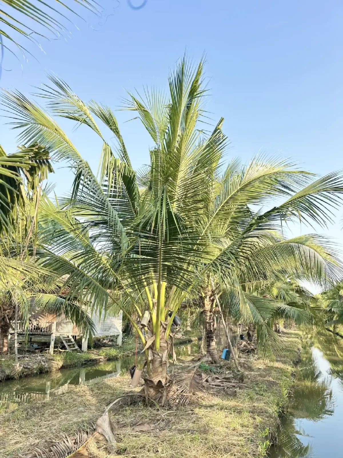 กรมส่งเสริมสหกรณ์ ดึงเครือข่าย เปิดโต๊ะซื้อมะพร้าว 5 บาท ล้านผลแก้ราคาตกต่ำ