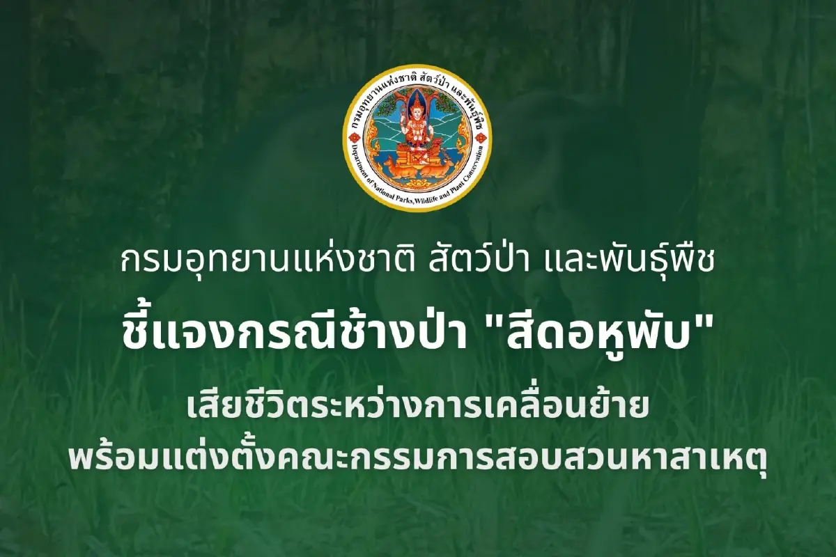กรมอุทยานฯ แจงย้ายช้างป่า สีดอหูพับ ตายระหว่างทาง คาดสำลักอาหาร