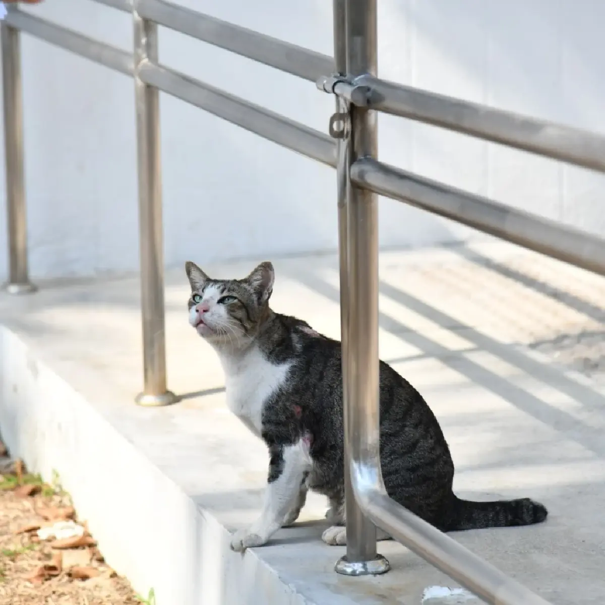 กทม. เตือนนำสัตว์มาปล่อยทิ้งมีความผิดตามกฎหมาย โทษปรับสูงสุด 4 หมื่นบาท