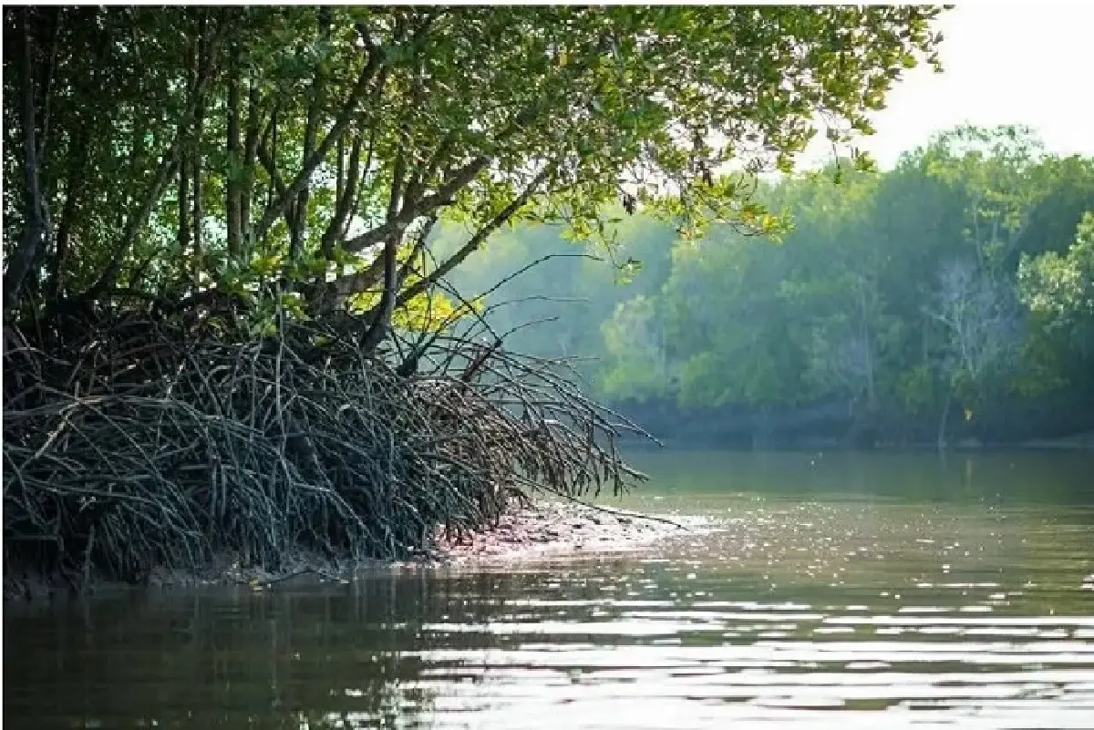 โลกเปลี่ยน พื้นที่ชุ่มน้ำป่วย กับความเร่งด่วนในการฟื้นฟูภูมิคุ้มกันทางธรรมชาติ 