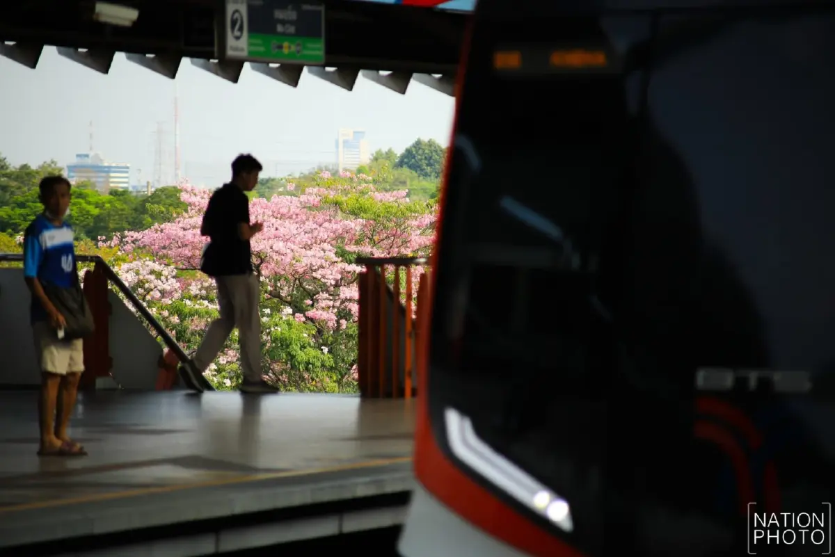 ชมพูพันธุ์ทิพย์ บานสะพรั่งรับวาเลนไทน์ สวนจตุจักร ติด BTS หมอชิต