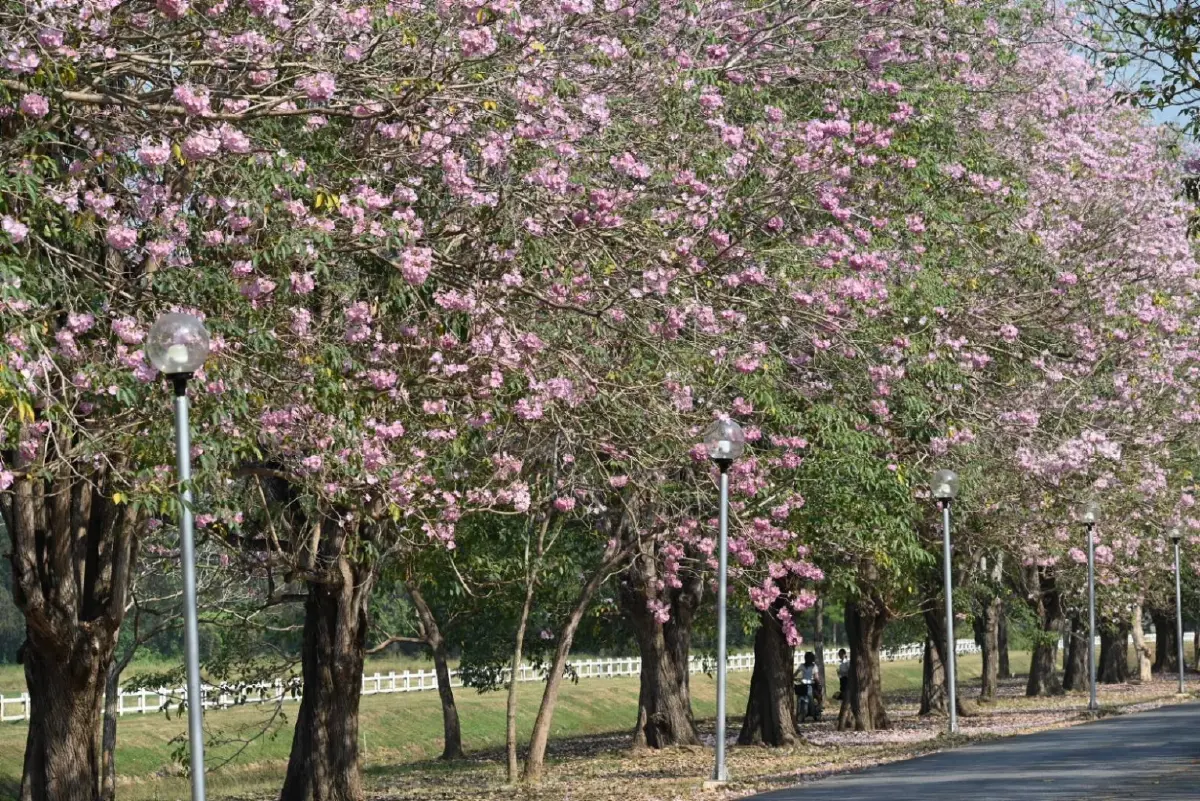 ถึงเวลายืนงง ในดงชมพูพันธุ์ทิพย์ 2569 มก.กำแพงแสน เช็กวันบานเต็ม