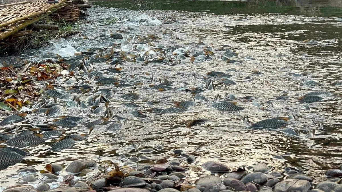 “ปลากอง” น่าน ปรากฏการณ์ 1 ปีมีครั้งเดียว สู่แหล่งเที่ยวใหม่