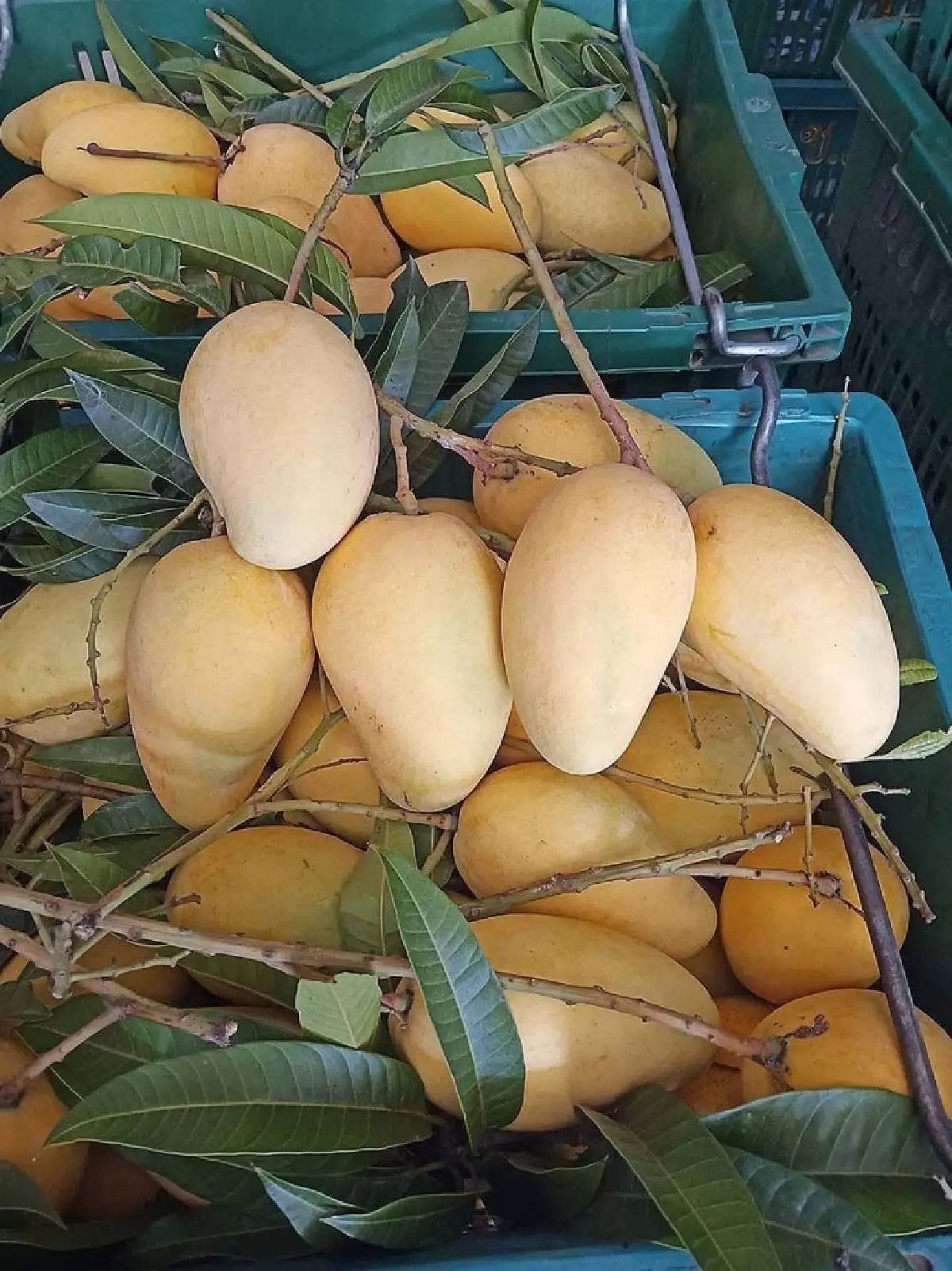 เปิดโผ Top 5 'มะม่วง GI' มูลค่าสูง ชูจุดแข็งอัตลักษณ์พื้นถิ่น คุณภาพมาตรฐานโลก