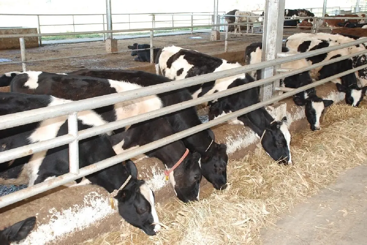 สศก. แนะเปลี่ยนเกมตลาดโปรตีน ไม่เน้นปริมาณแต่สร้างมูลค่า