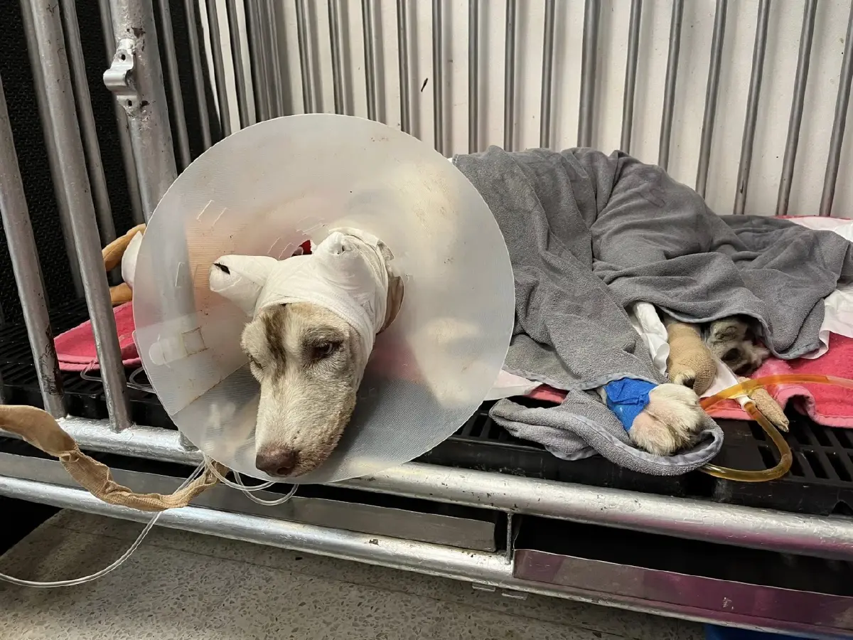 เศร้า 'หมามอลลี่' จากไปแล้ววันนี้ หลังถูกทำร้ายหนัก บาดเจ็บสาหัส