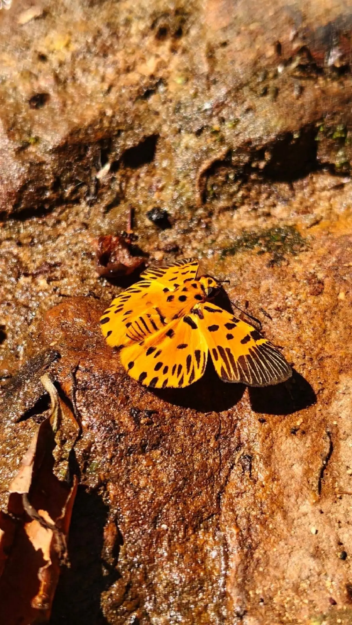 หาดูยาก ผีเสื้อลายซิกแซก ปรากฏตัวป่าปางสีดา อวดโฉม ลายสุดแปลกตา