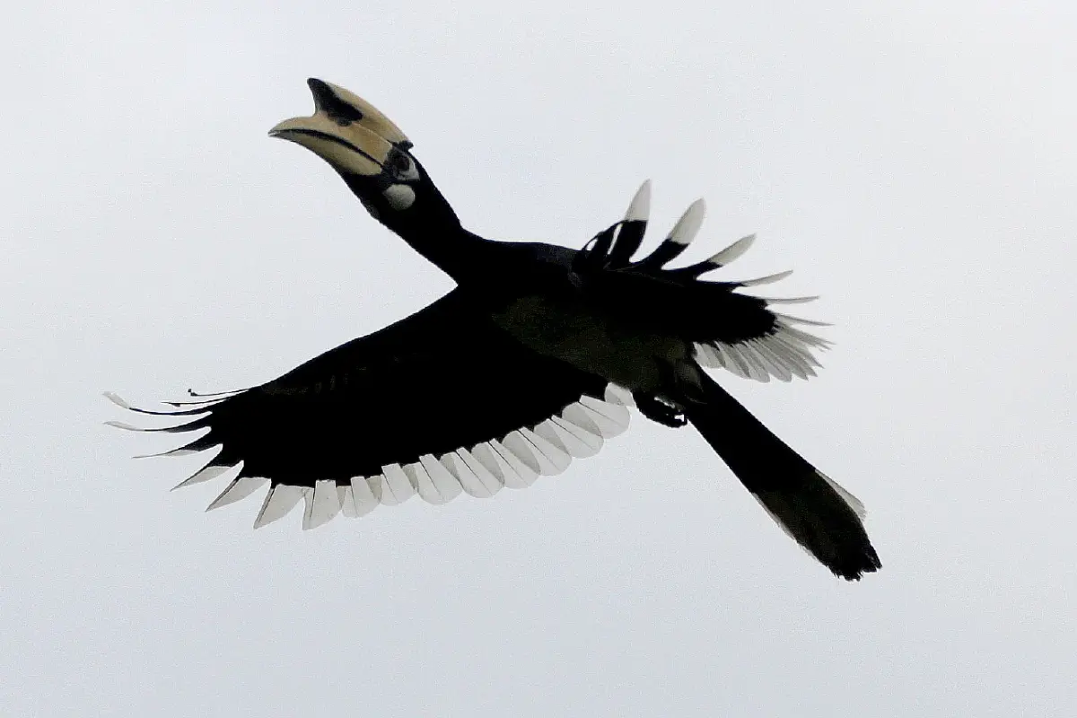 รักแท้จนวันตาย 13 ก.พ. วันรักนกเงือก ดูตำนานความรัก ก่อนวาเลนไทน์