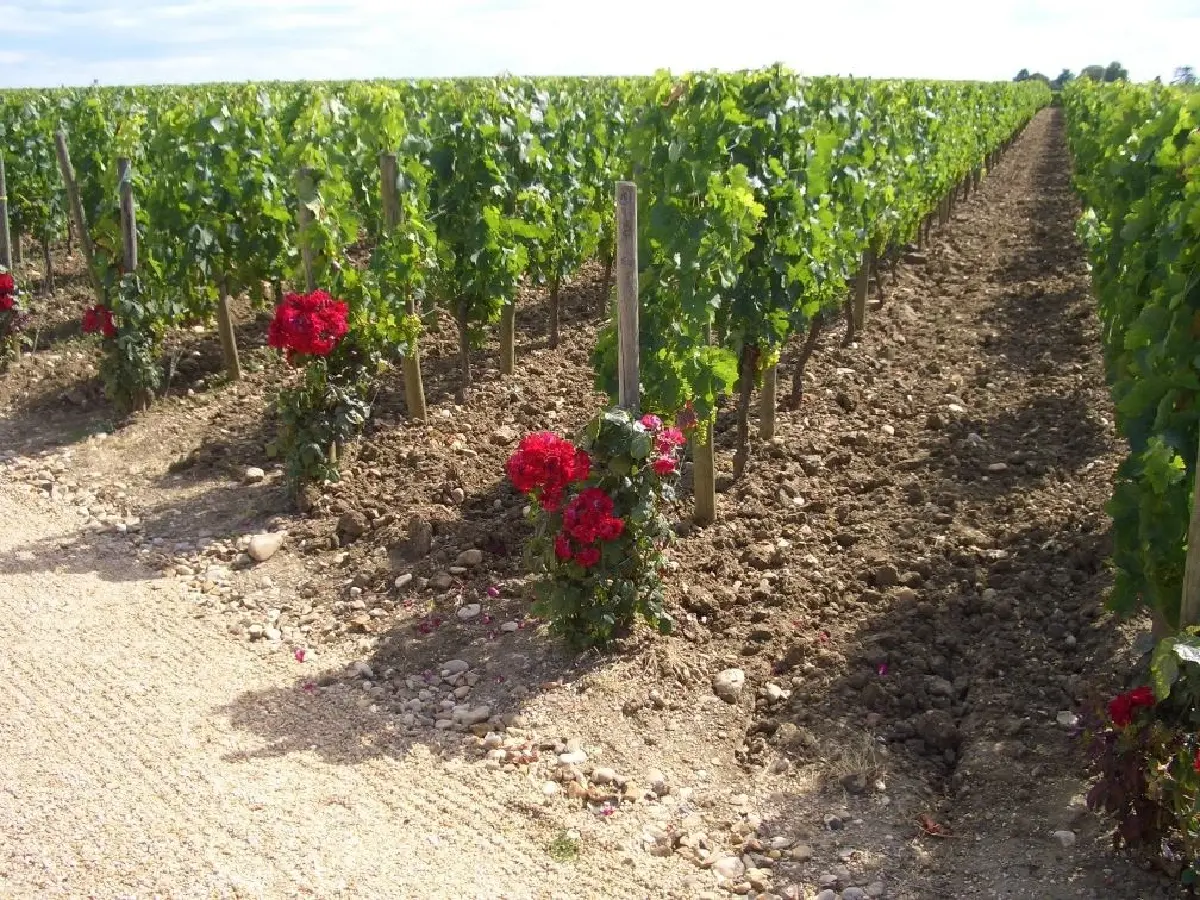 แมร์กโลต์ : ความนุ่มนวลที่ทรงพลัง