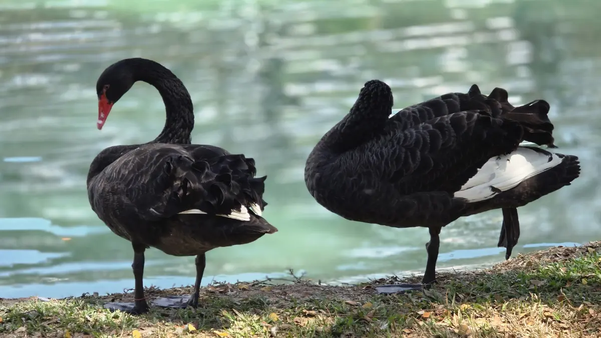 ‘ตักบาตรใบไม้’ กับเส้นทาง ‘ลมหายใจสีเขียวแห่งจันทบุรี’