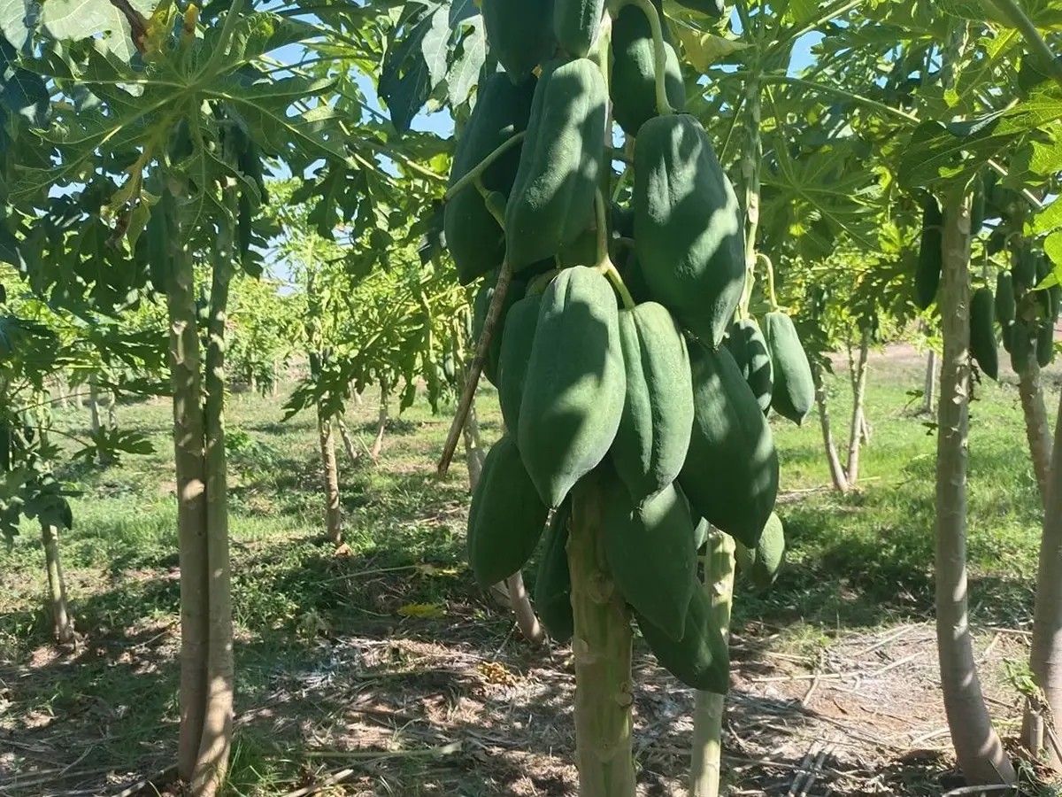 กรมวิชาการเกษตร 'ดันส้มโอ ลำไย มะละกอดิบ ' บุกตลาดเกาหลีใต้