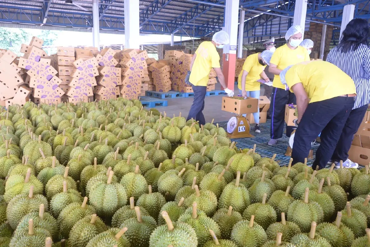 กรมวิชาการฯ เข้มทุเรียนส่งออก ย้ำ 4 ไม่ ฝ่าฝืนระงับทันที