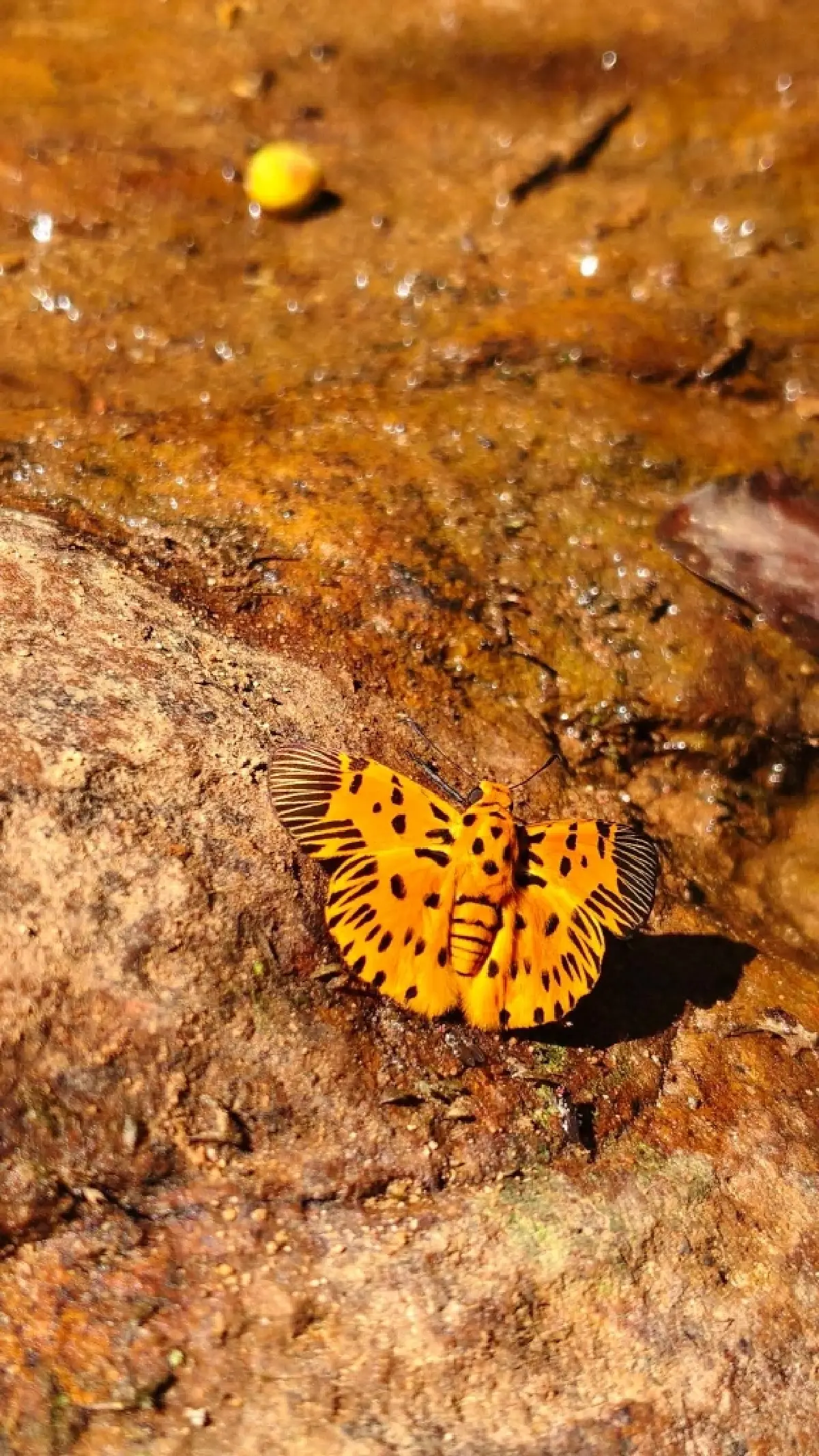 หาดูยาก ผีเสื้อลายซิกแซก ปรากฏตัวป่าปางสีดา อวดโฉม ลายสุดแปลกตา