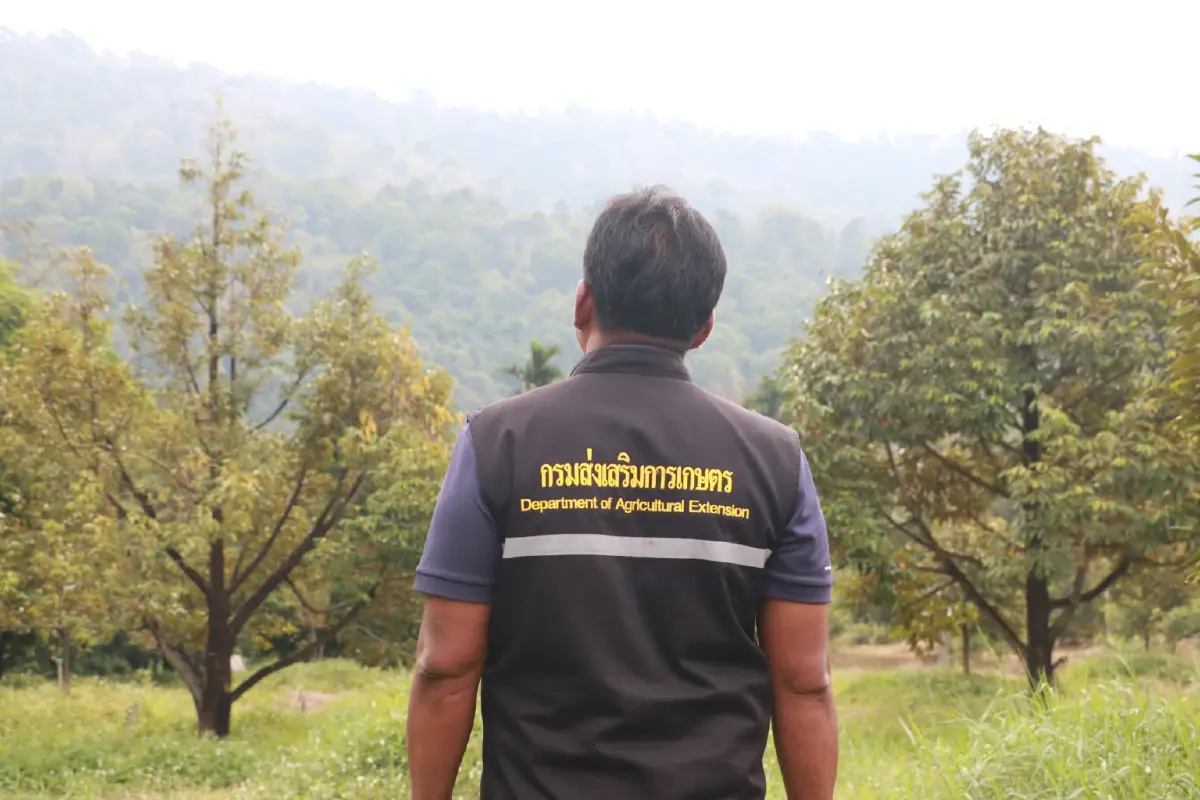 กรมส่งเสริมการเกษตร สั่งเข้มทุเรียน ตรวจก่อนตัด ดันส่งออก คาดผลิต 1.8 ล้านตัน