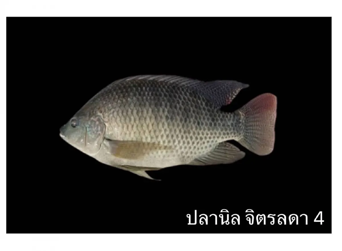 ปลานิลไทย! จากปลาพระราชทาน สู่สัตว์เศรษฐกิจ 1.4 หมื่นล้าน/ปี
