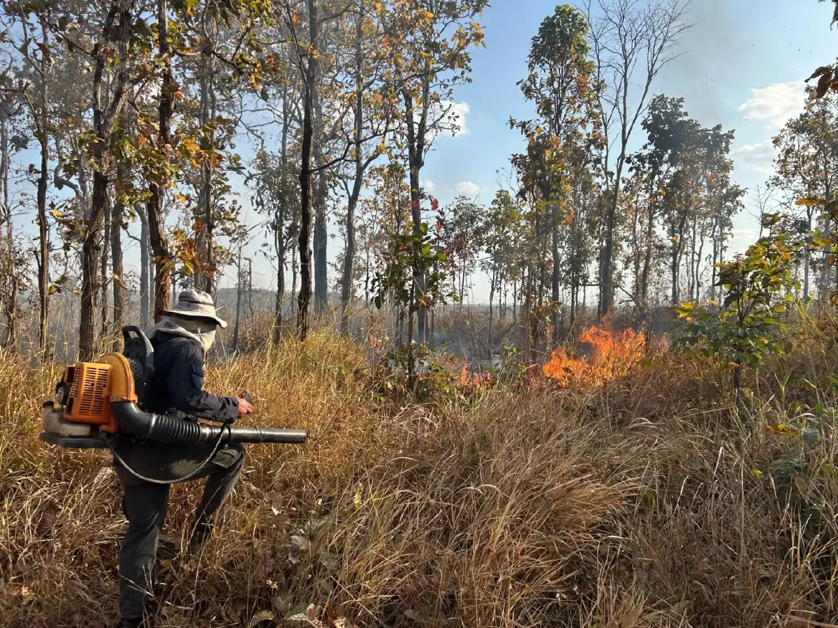 ภูผายลระอุ ไฟป่าถล่มวอด 7 ไร่ เผยต้นเหตุ 'หาของป่า' ทำพังพินาศ