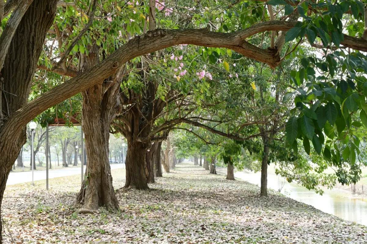 ถึงเวลายืนงง ในดงชมพูพันธุ์ทิพย์ 2569 มก.กำแพงแสน เช็กวันบานเต็ม