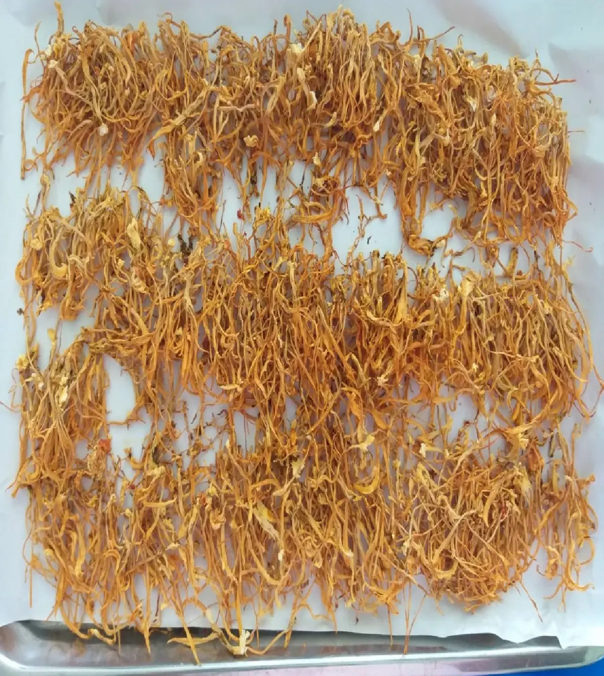 กรมวิชาการเกษตร  โชว์  เทคโนโลยีผลิต 'เห็ดถั่งเช่าสีทอง' คุณภาพสูง