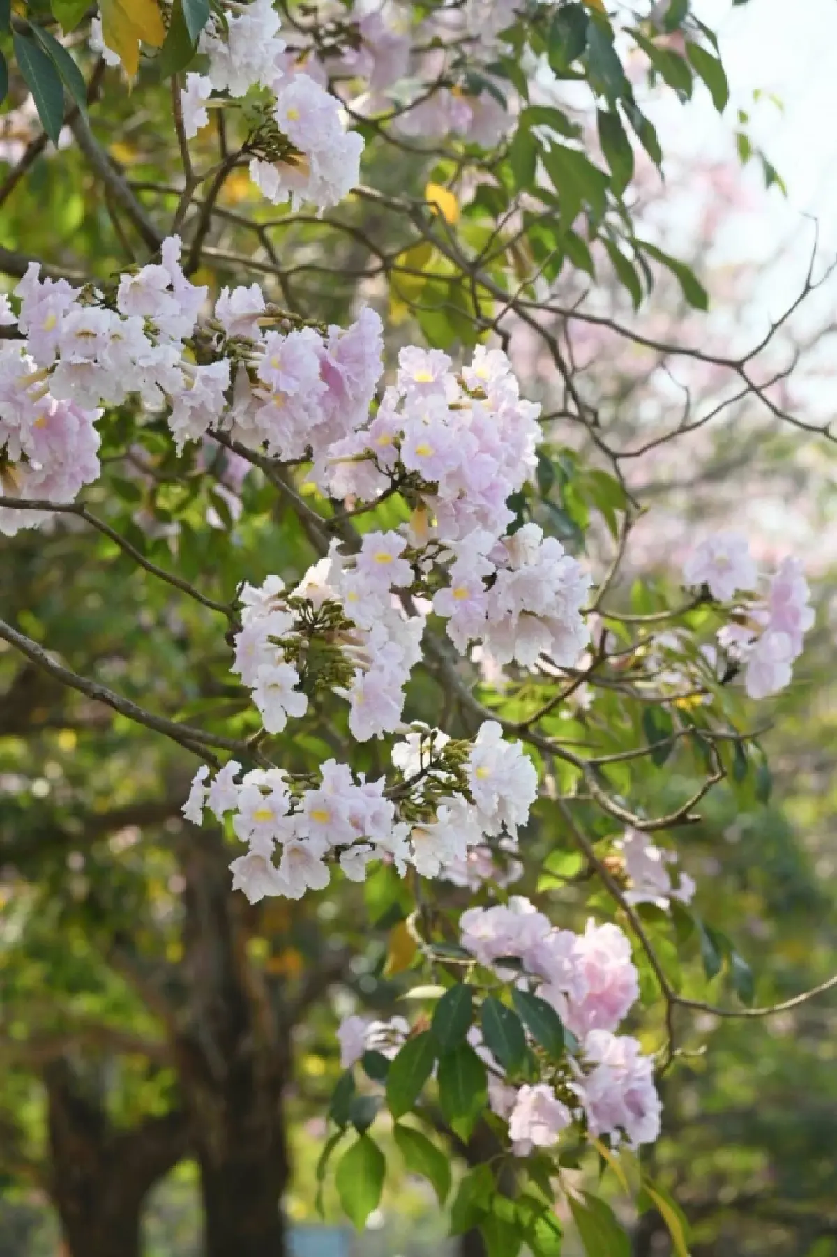 ถึงเวลายืนงง ในดงชมพูพันธุ์ทิพย์ 2569 มก.กำแพงแสน เช็กวันบานเต็ม