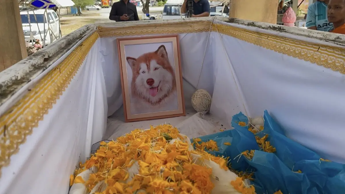 ผบ.ตร. สั่งเร่งล่าคนใจเหี้ยม ราดน้ำมันจุดไฟเผา 'น้องมอลลี่' สุนัขไซบีเรียน ดับสลด