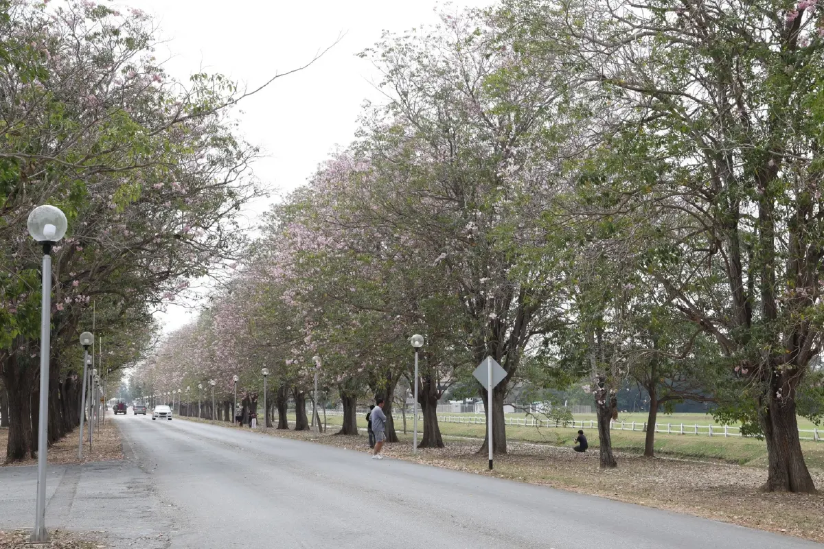 ถึงเวลายืนงง ในดงชมพูพันธุ์ทิพย์ 2569 มก.กำแพงแสน เช็กวันบานเต็ม