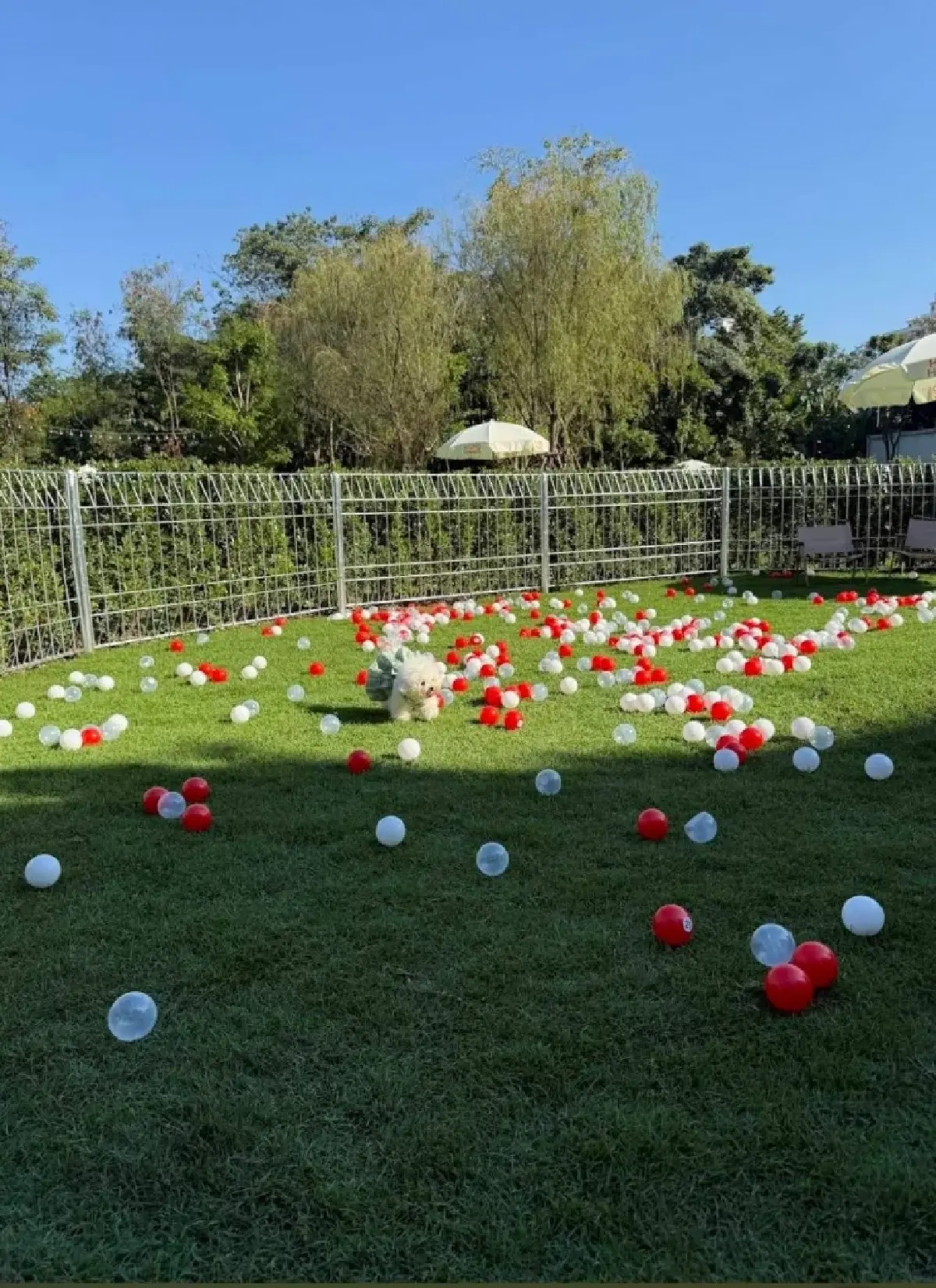 'ฮุนด์เฮ้าส์' คลับไฮโซของน้องหมาเปิดใหม่ ค่าสมาชิกปีละแสนสอง!