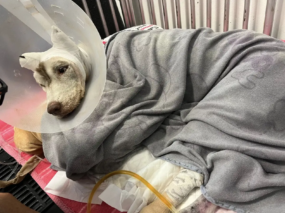 เศร้า 'หมามอลลี่' จากไปแล้ววันนี้ หลังถูกทำร้ายหนัก บาดเจ็บสาหัส