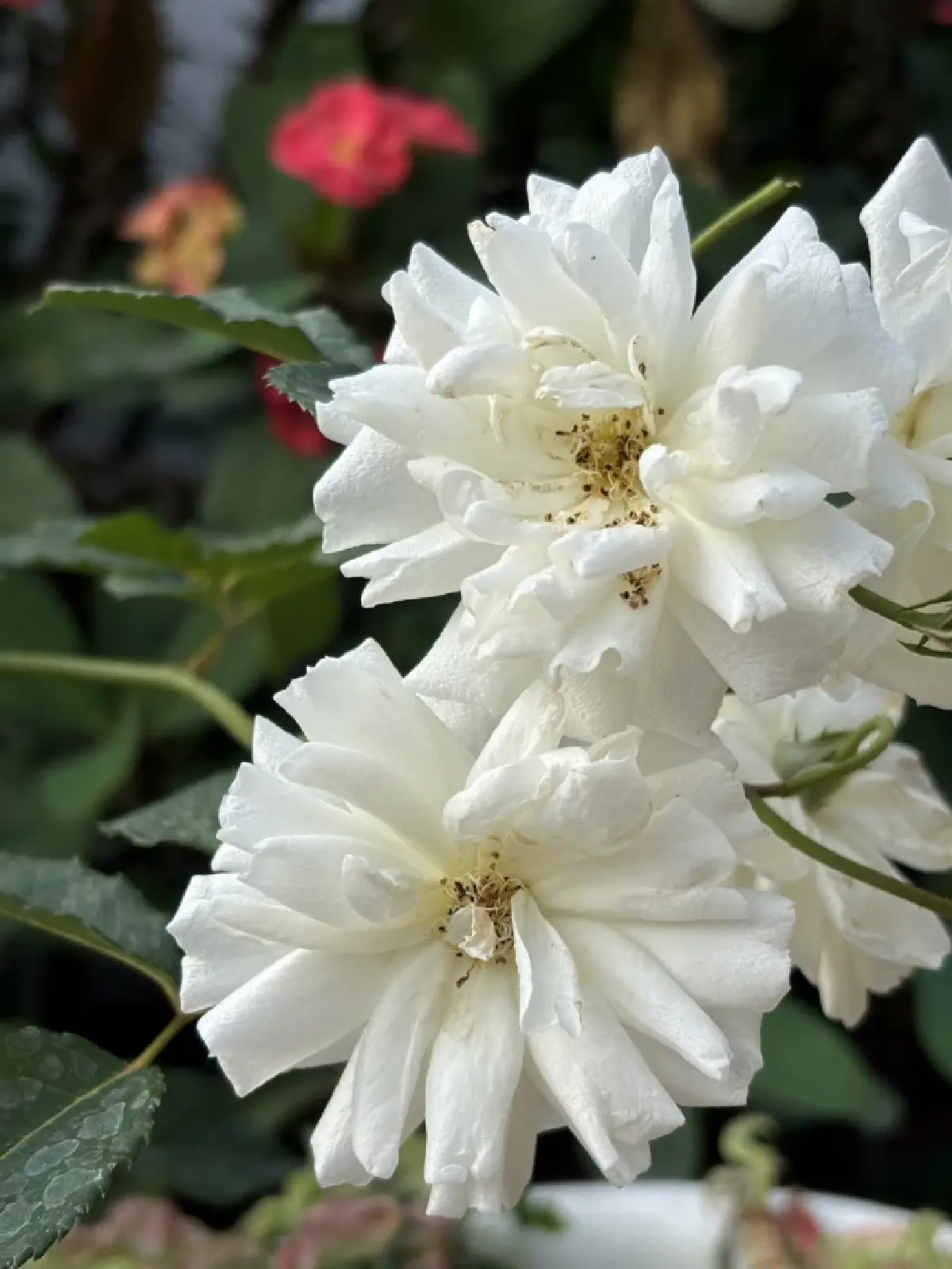 ความหมาย ดอกกุหลาบ แต่ละสีสื่ออะไร ทำไมต้องมอบช่อดอกไม้ วาเลนไทน์