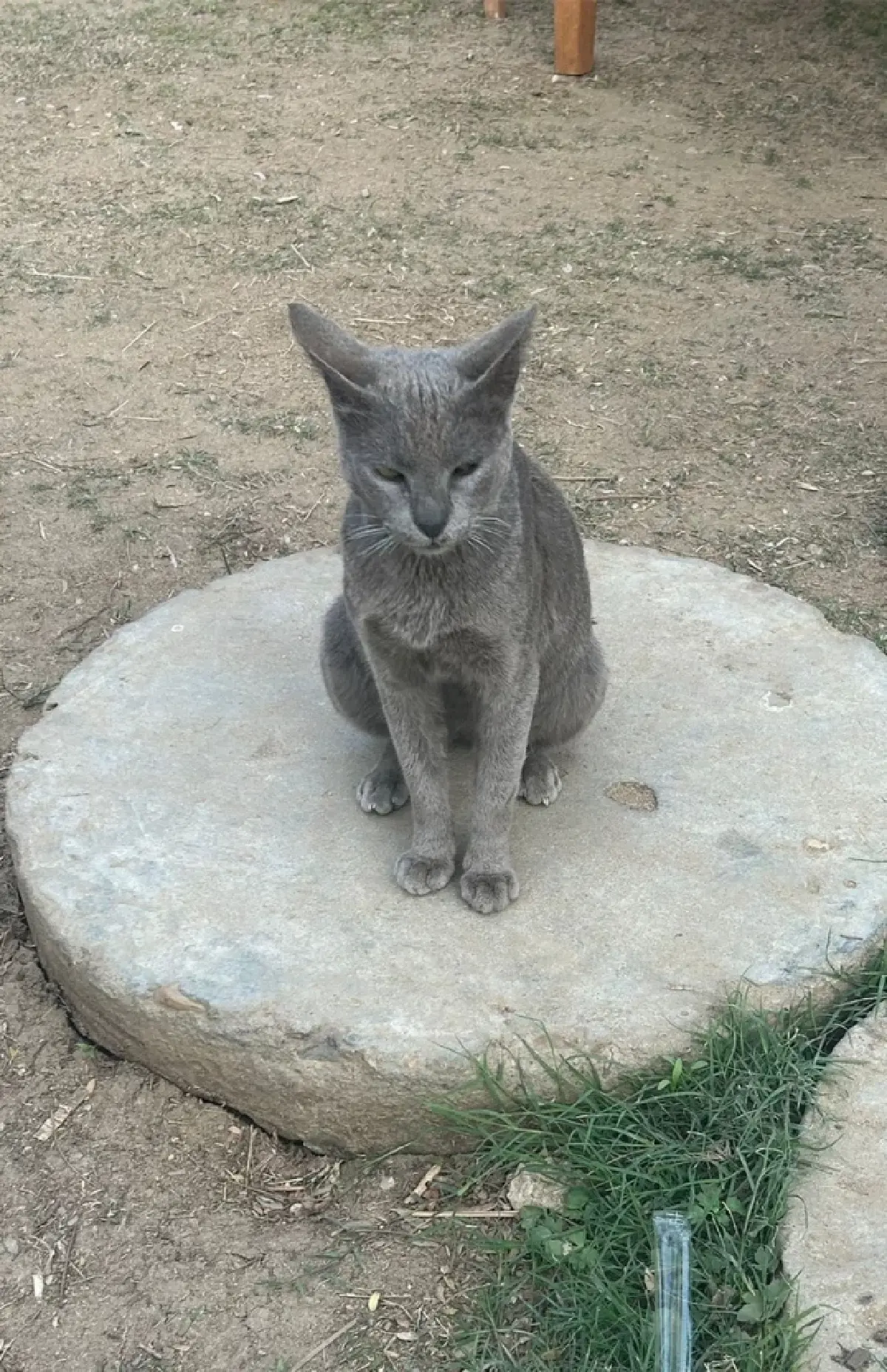 'ไทยฟู้ดบาซาร์ 2026' อลังการอาหารไทยกลางไคโร