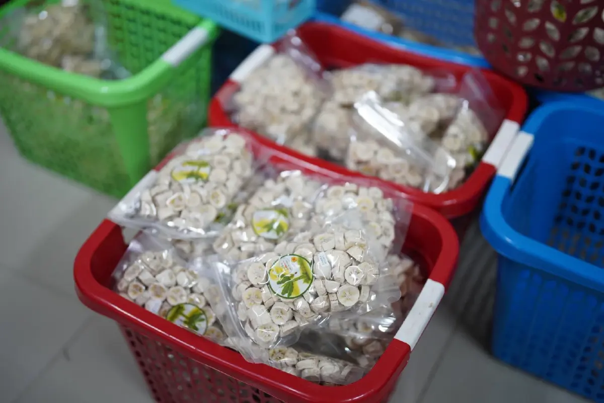 โมเดลปันกัน 'กล้วยสมุทรสงคราม' สร้างงาน สร้างรายได้ชุมชนยั่งยืน