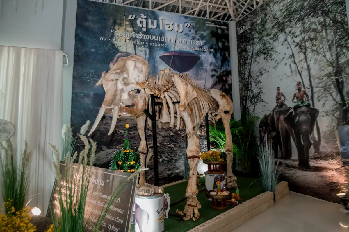 ลมหายใจแห่งวิถีคนกับช้าง @SIAM FOSSIL ณ อุทยานเรียนรู้เพ ลา เพลิน บุรีรัมย์