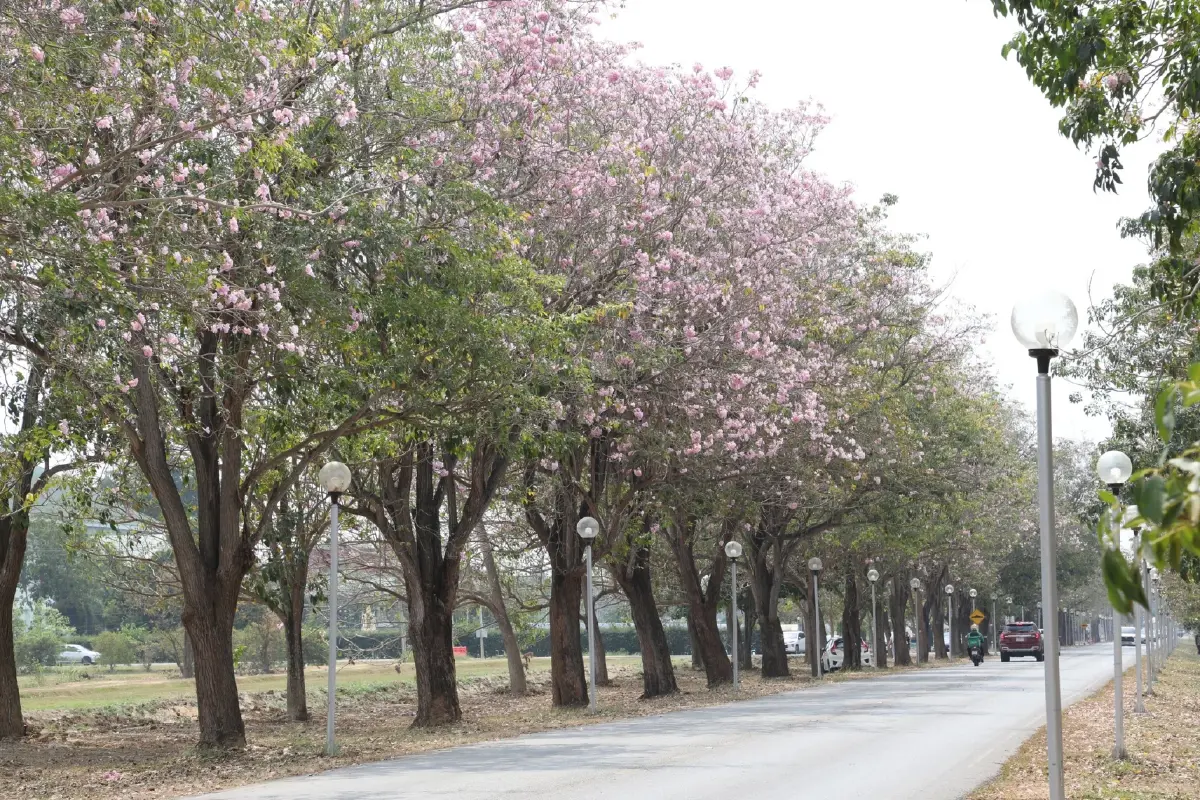 ถึงเวลายืนงง ในดงชมพูพันธุ์ทิพย์ 2569 มก.กำแพงแสน เช็กวันบานเต็ม