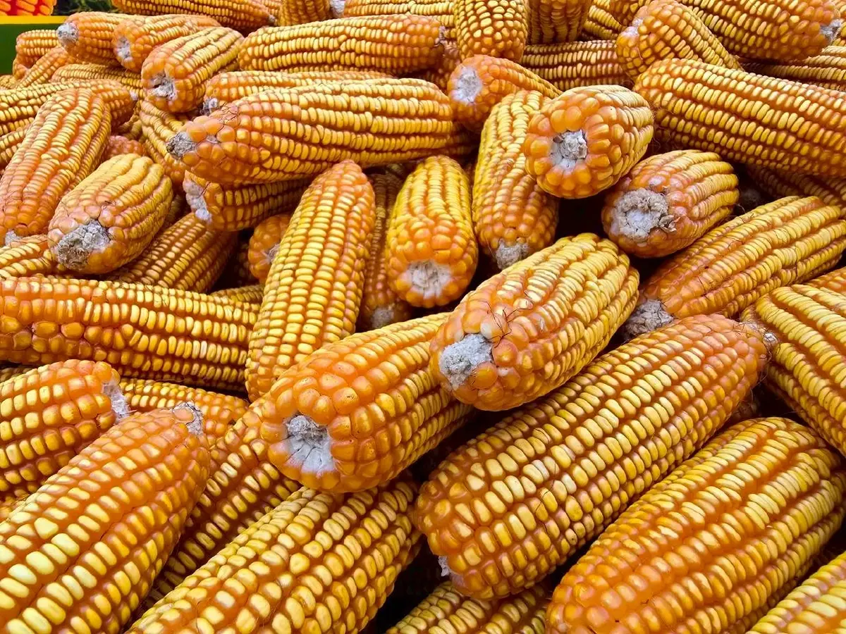 ซินเจนทาเปิดตัวข้าวโพด NK 6954 นวัตกรรมใหม่ เพิ่มทางเลือกเกษตรกร