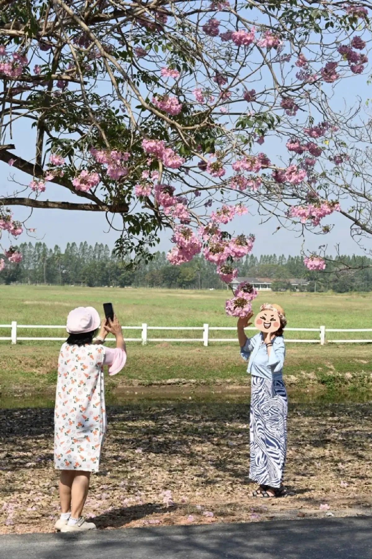 ถึงเวลายืนงง ในดงชมพูพันธุ์ทิพย์ 2569 มก.กำแพงแสน เช็กวันบานเต็ม