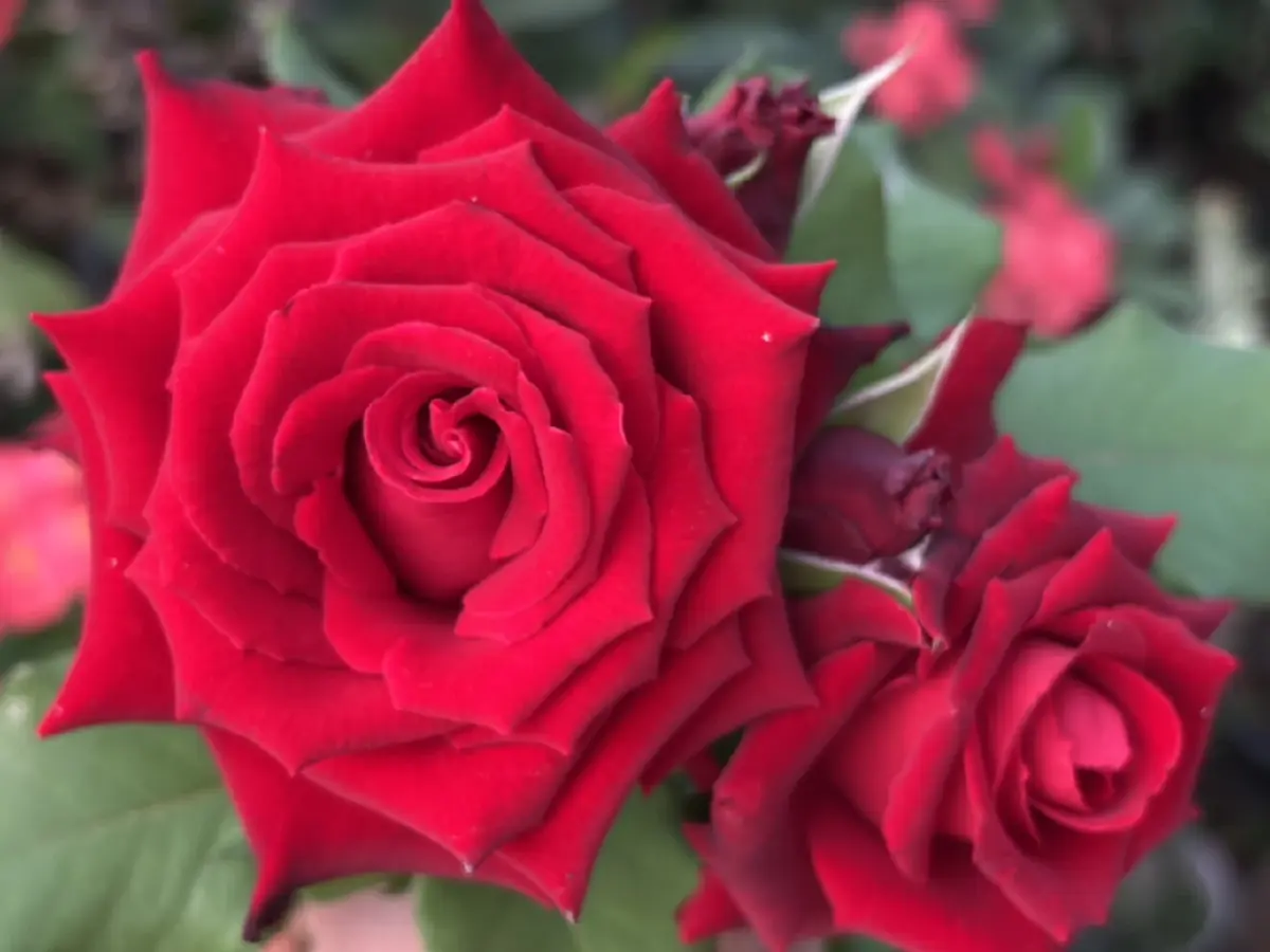 ความหมาย ดอกกุหลาบ แต่ละสีสื่ออะไร ทำไมต้องมอบช่อดอกไม้ วาเลนไทน์