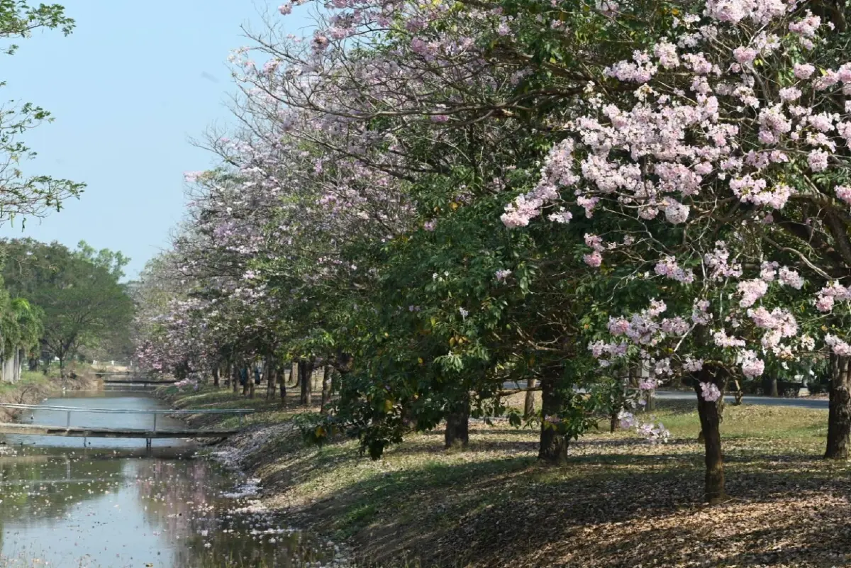 ถึงเวลายืนงง ในดงชมพูพันธุ์ทิพย์ 2569 มก.กำแพงแสน เช็กวันบานเต็ม