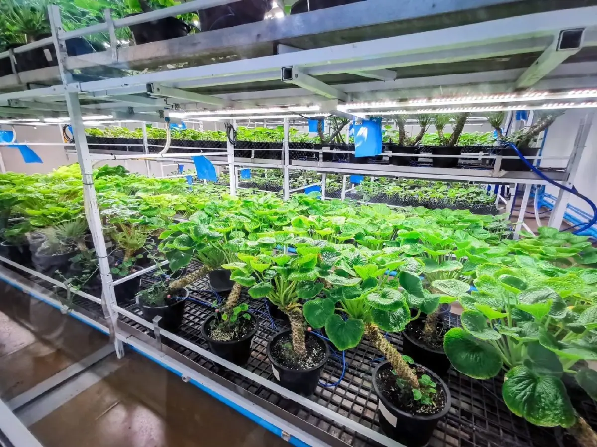 'เพ ลา เพลิน' ท่องเที่ยวเชิงสุขภาพ  เพิ่มมูลค่า 'สมุนไพร' ผุดแล็บวาซาบิ