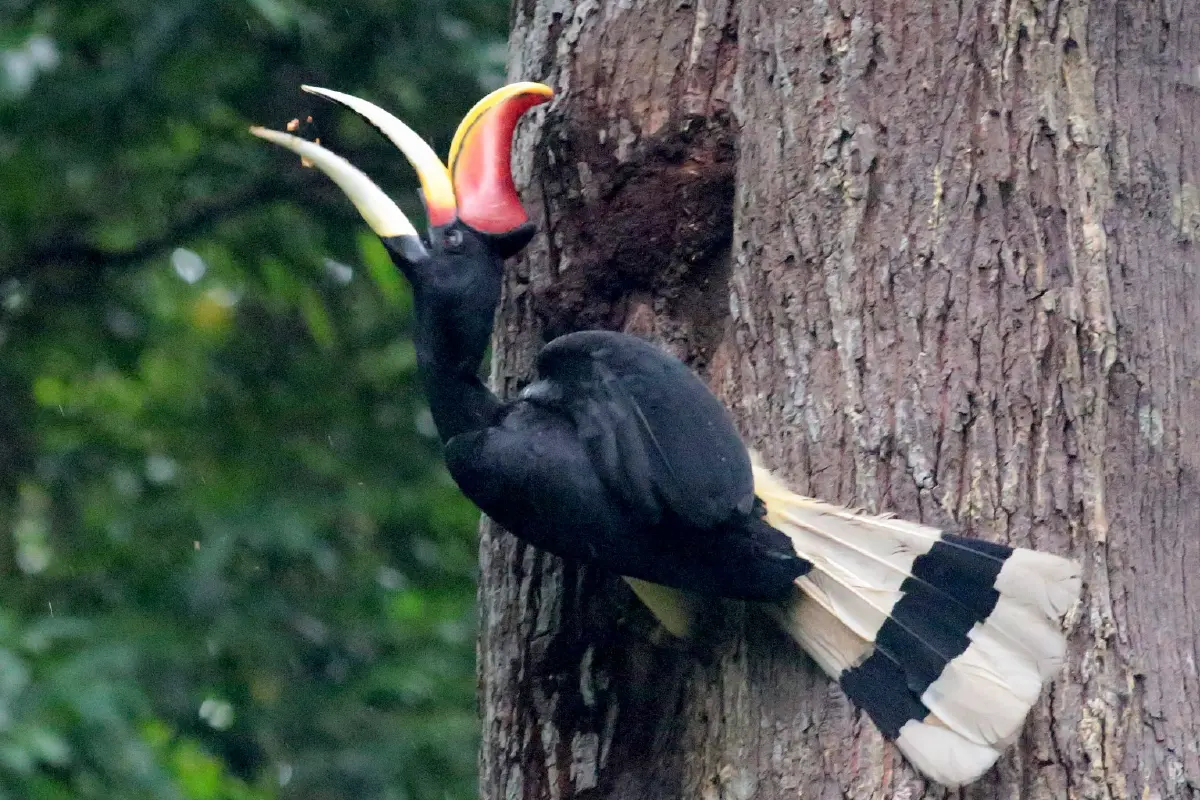 รักแท้จนวันตาย 13 ก.พ. วันรักนกเงือก ดูตำนานความรัก ก่อนวาเลนไทน์