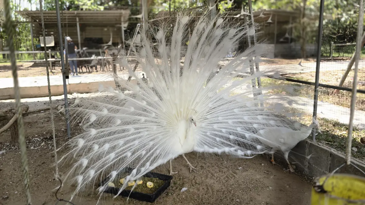 ‘ตักบาตรใบไม้’ กับเส้นทาง ‘ลมหายใจสีเขียวแห่งจันทบุรี’