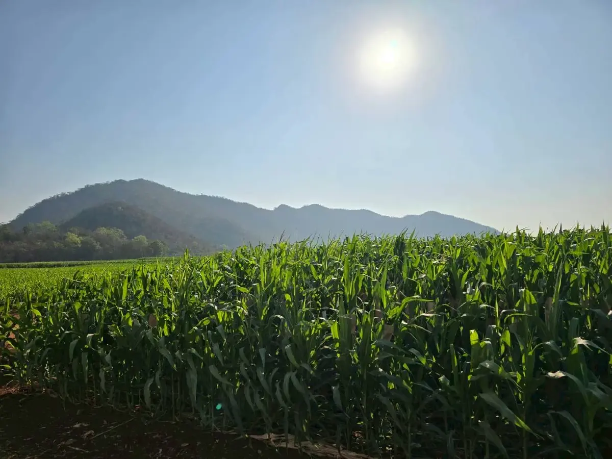 ซินเจนทาเปิดตัวข้าวโพด NK 6954 นวัตกรรมใหม่ เพิ่มทางเลือกเกษตรกร