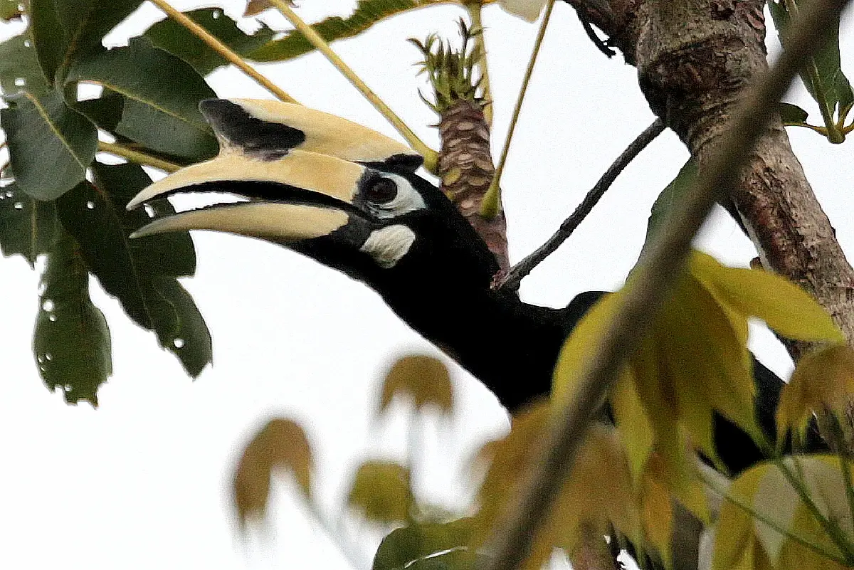 รักแท้จนวันตาย 13 ก.พ. วันรักนกเงือก ดูตำนานความรัก ก่อนวาเลนไทน์