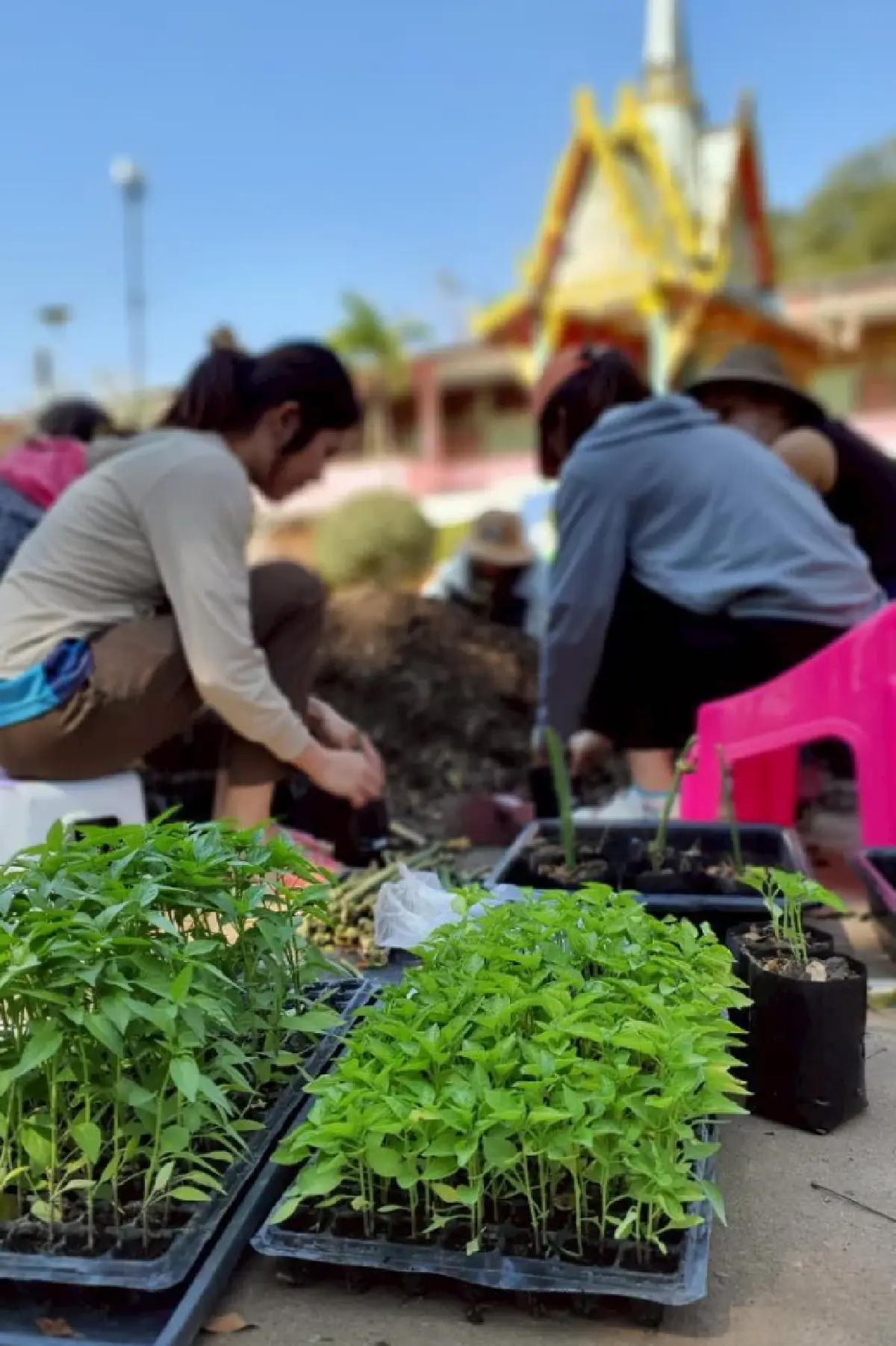 แจกต้นไม้ฟรี ที่ทำบุญวันมาฆบูชา 2569 เวียนเทียนต้นไม้ ลดโลกร้อน