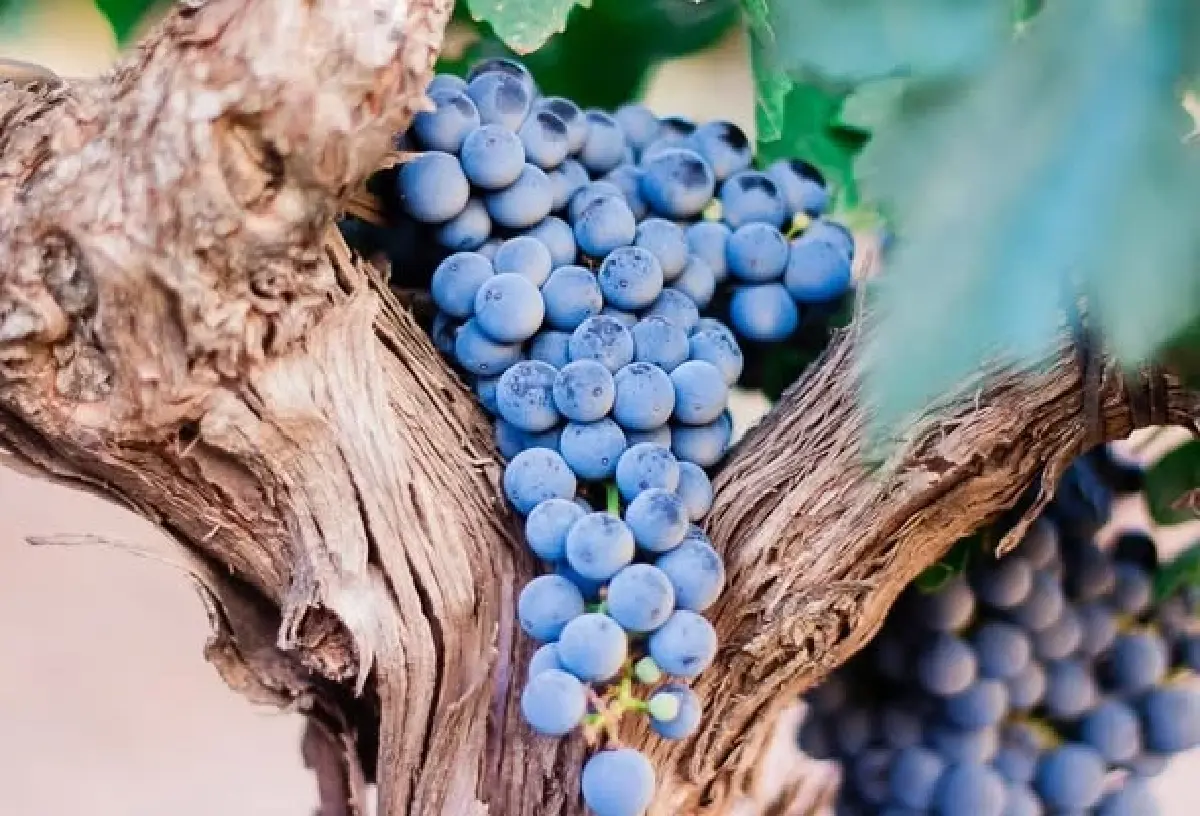 แมร์กโลต์ : ความนุ่มนวลที่ทรงพลัง