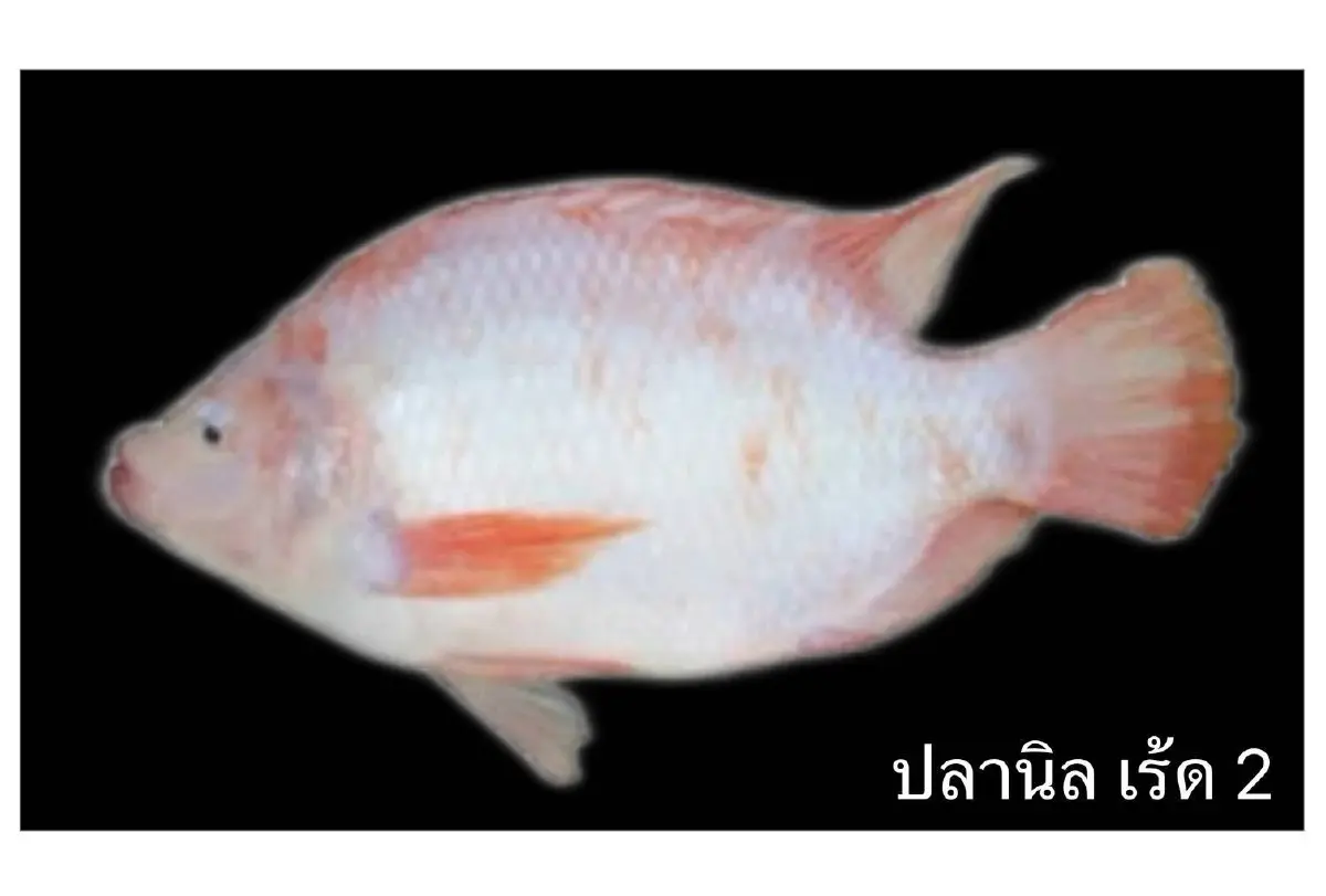 ปลานิลไทย! จากปลาพระราชทาน สู่สัตว์เศรษฐกิจ 1.4 หมื่นล้าน/ปี