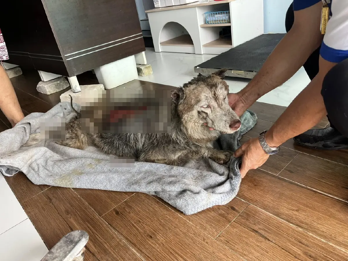 เศร้า 'หมามอลลี่' จากไปแล้ววันนี้ หลังถูกทำร้ายหนัก บาดเจ็บสาหัส