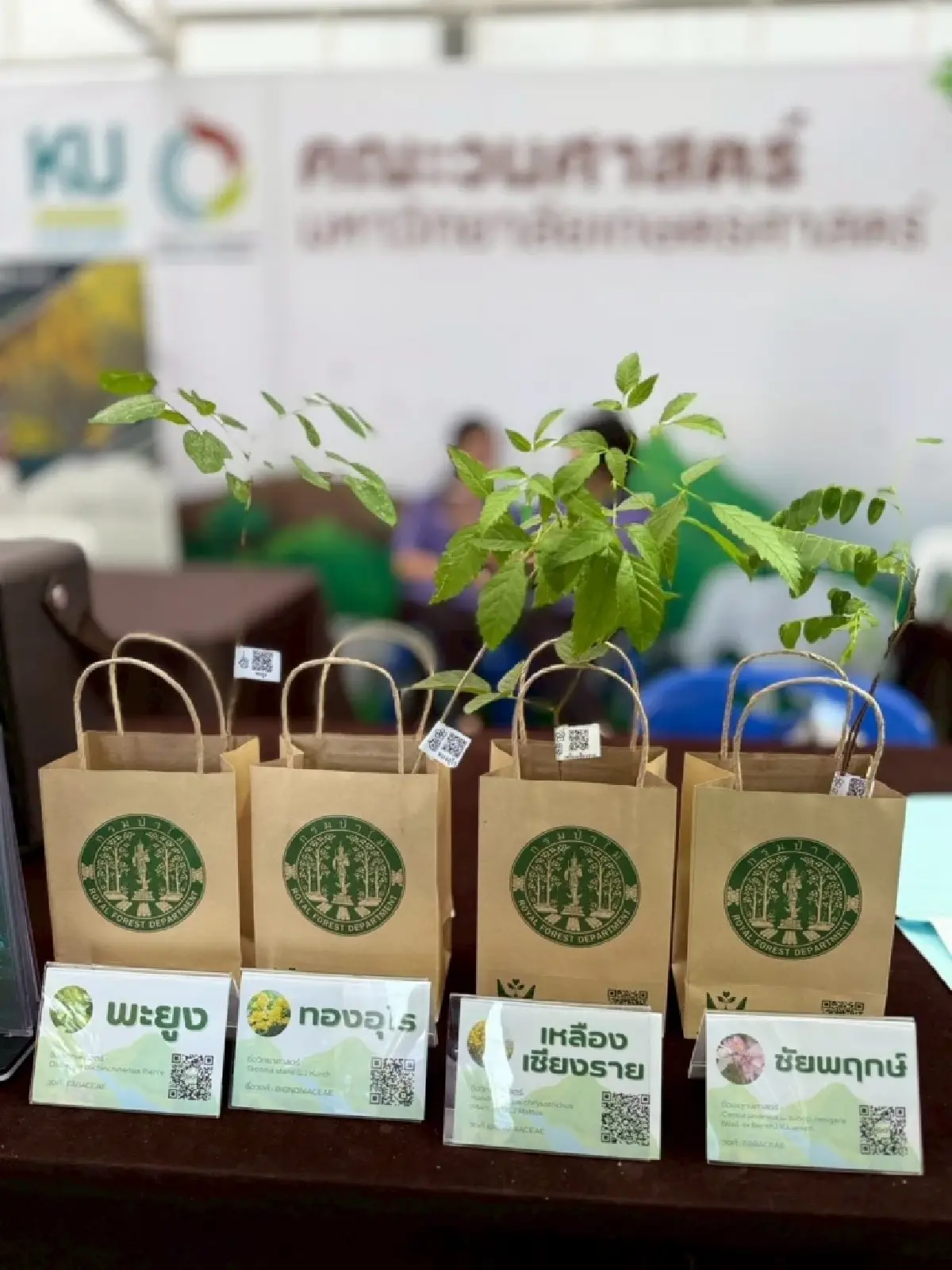 แจกฟรีต้นไม้ คนกรุงเทพฯ - ต่างจังหวัด ไปรับได้เลย พร้อมปลูกลงดิน