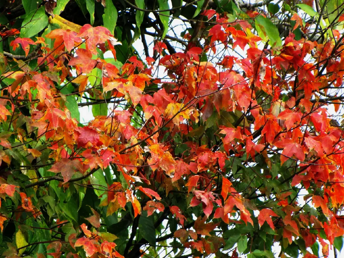 ภูทับเบิก...เมื่อก่อนเก่า