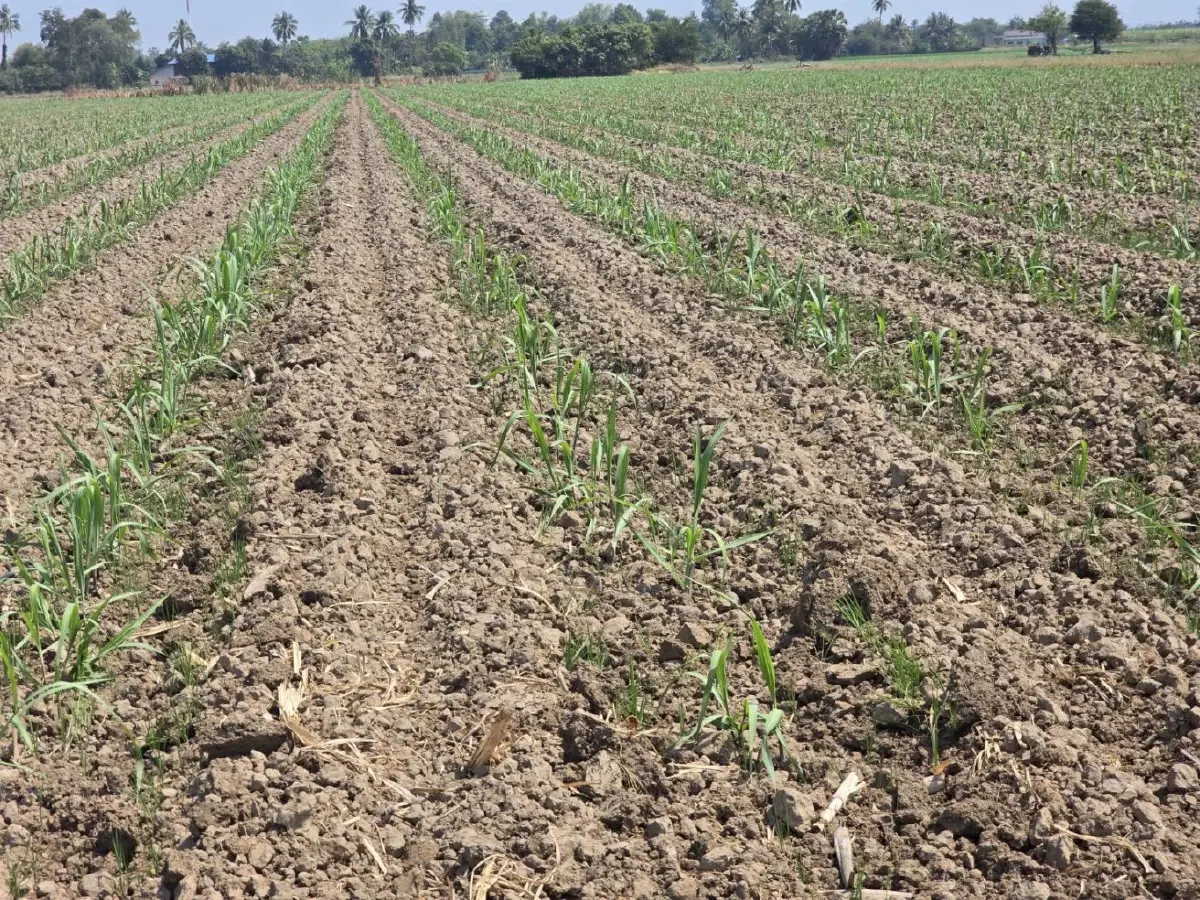 สศก. ชูระบบ อินาฮอร์ ตามปลูกข้าวแม่นยำเสริมความมั่นคงอาหาร