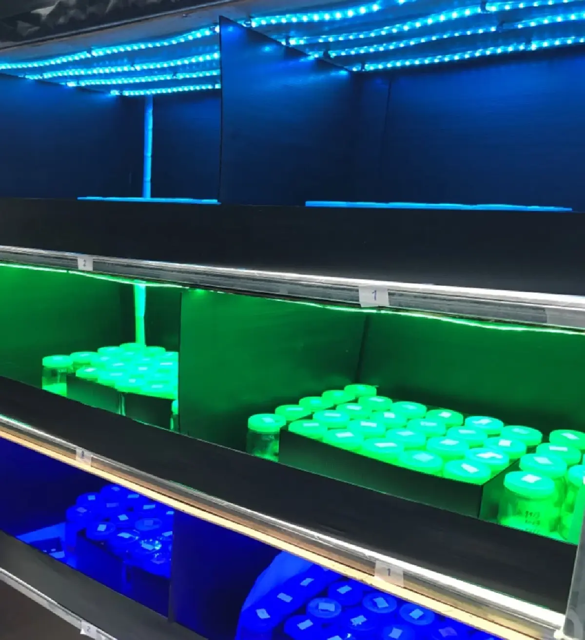 กรมวิชาการเกษตร  โชว์  เทคโนโลยีผลิต 'เห็ดถั่งเช่าสีทอง' คุณภาพสูง